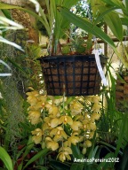 Orquídea Acineta | Universo das Flores