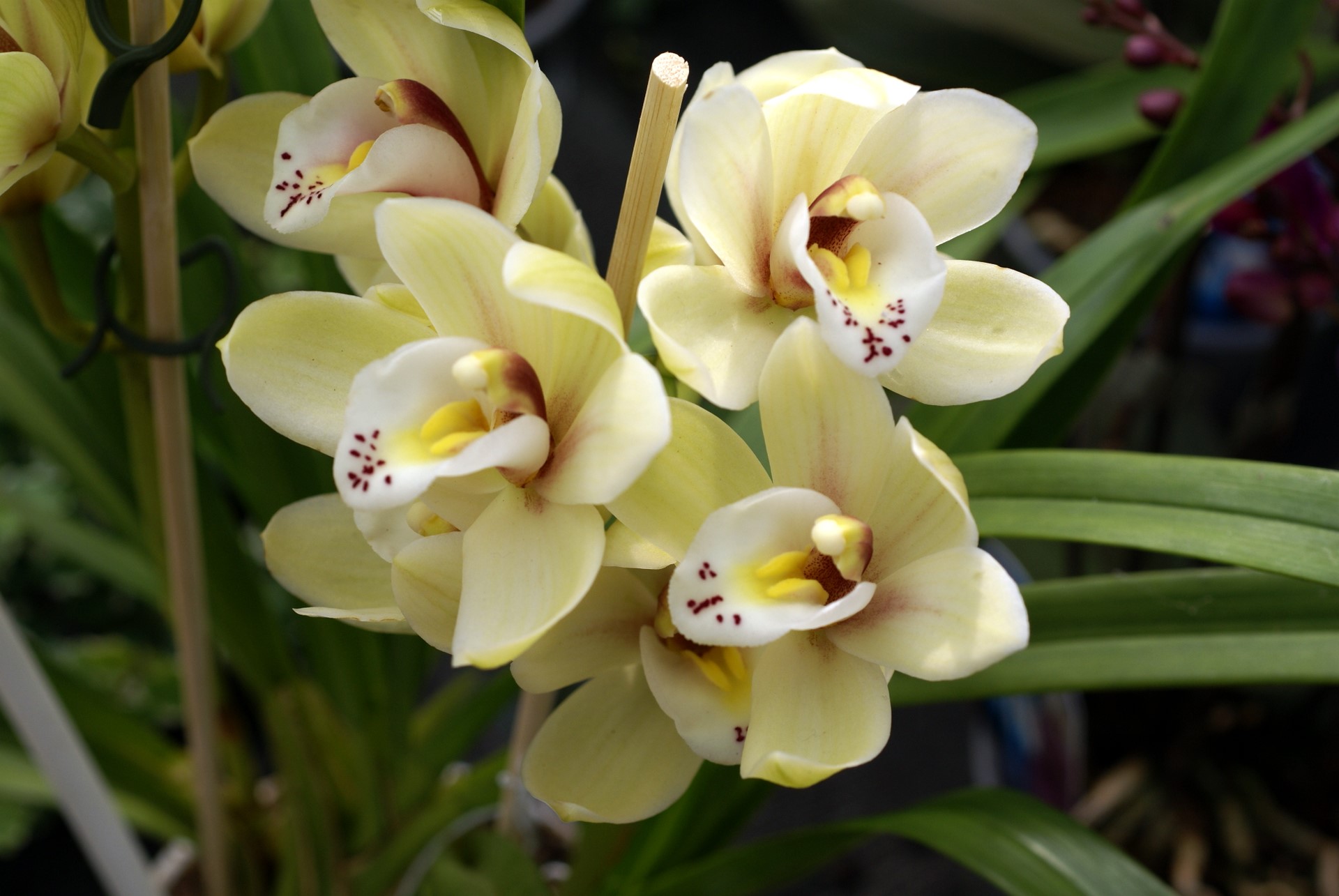 Orquídeas Cattleya | Universo das Flores