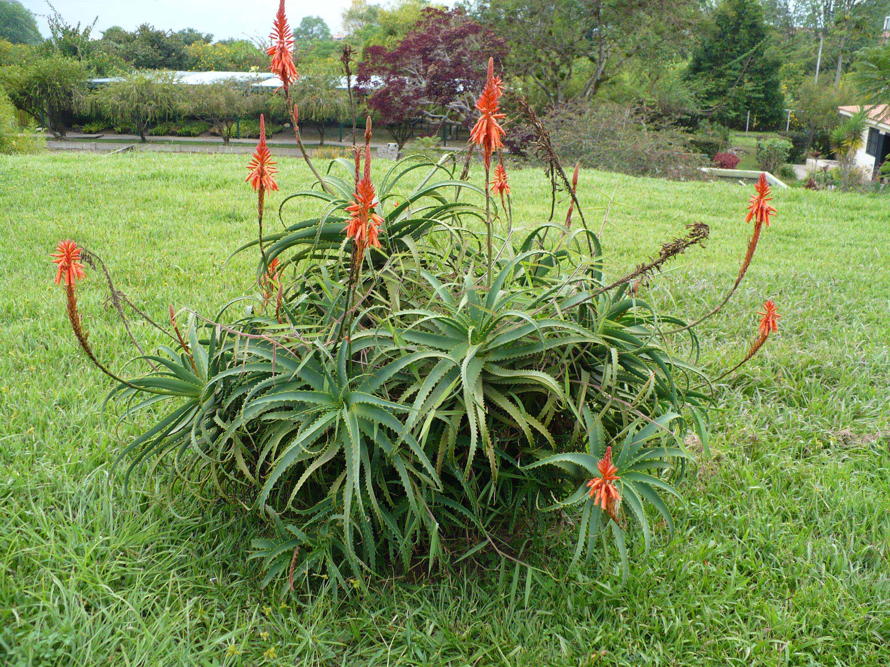 Aloe arborescens | Universo das Flores