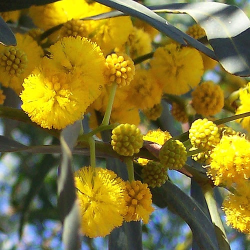 Flores Mimosas | Universo das Flores