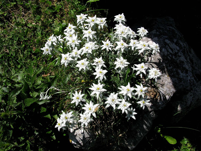A alpina estrela | Universo das Flores