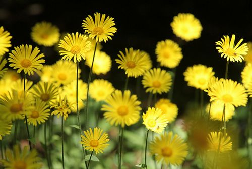 Resultado de imagem para flores amarelas