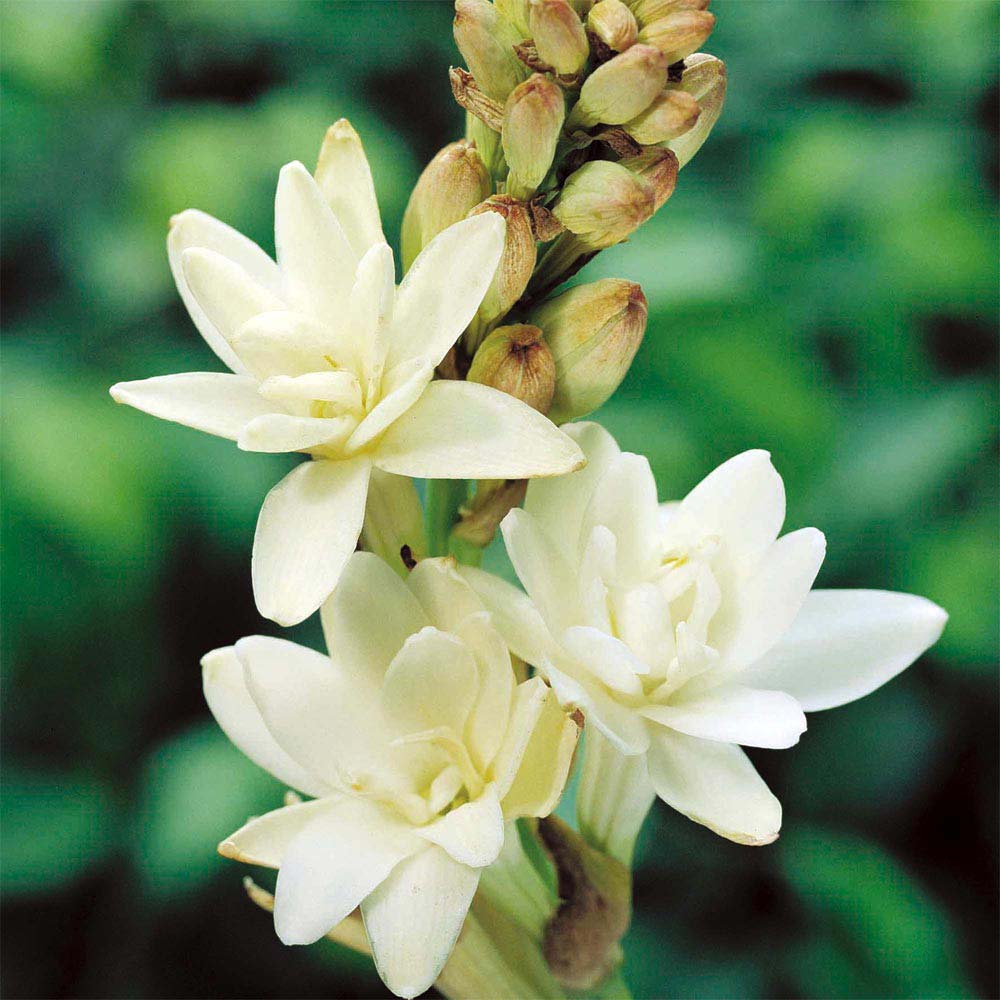 Cultivo de Angelica | Universo das Flores